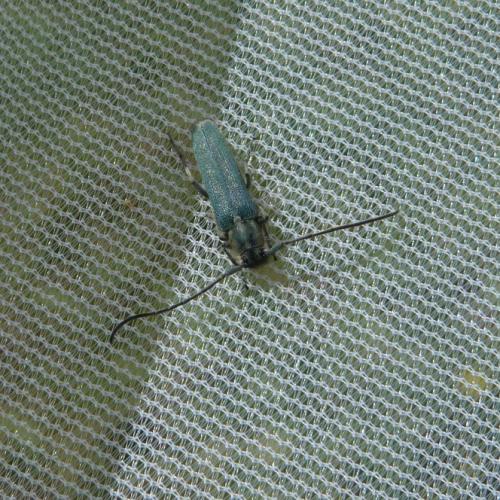Réf. 232 751 : Opsilia coerulescens